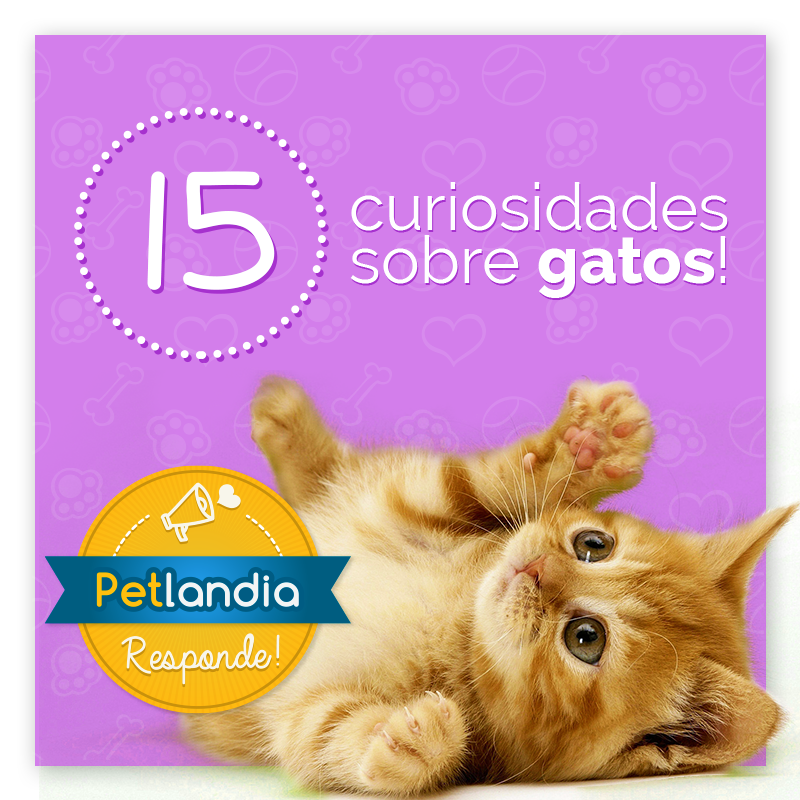 Curiosidades de los gatos - Veterinaria