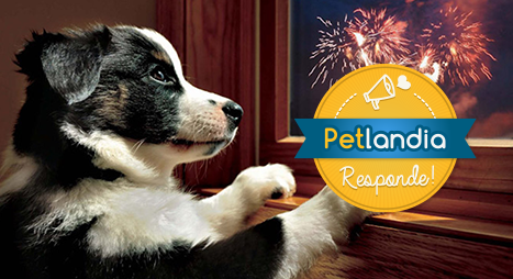 pet-fogos